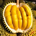 Durian sebagai Superfood: Apa Saja Kandungan Nutrisi di Dalamnya?